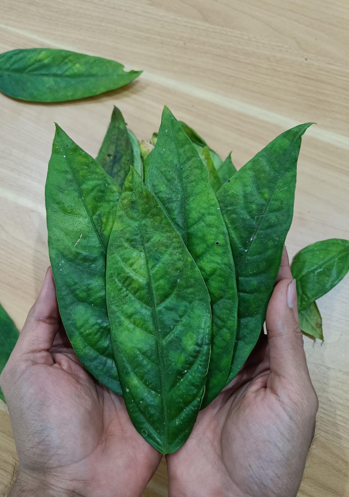 Sengkubak Leaves