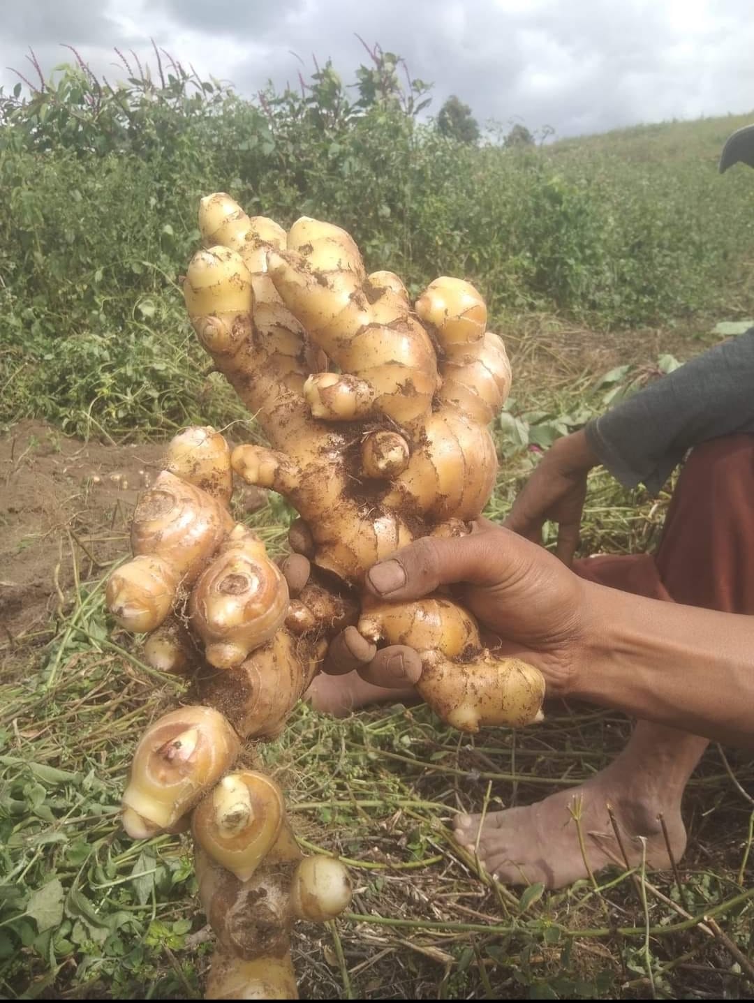 Fresh Ginger