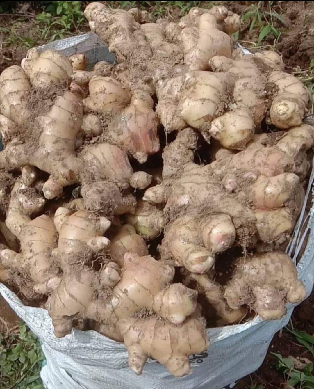 Fresh Ginger