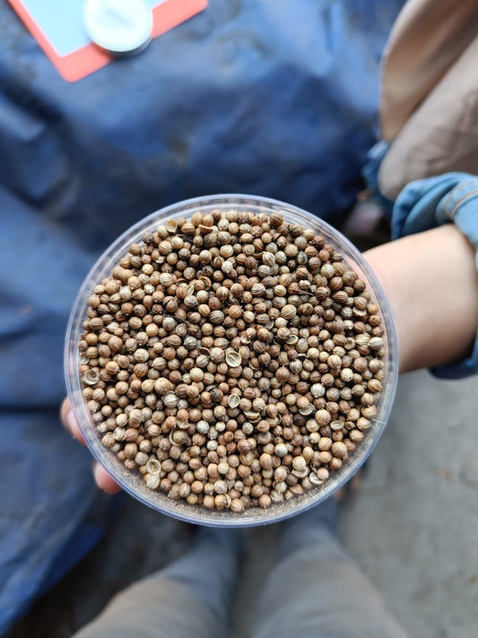 CORIANDER