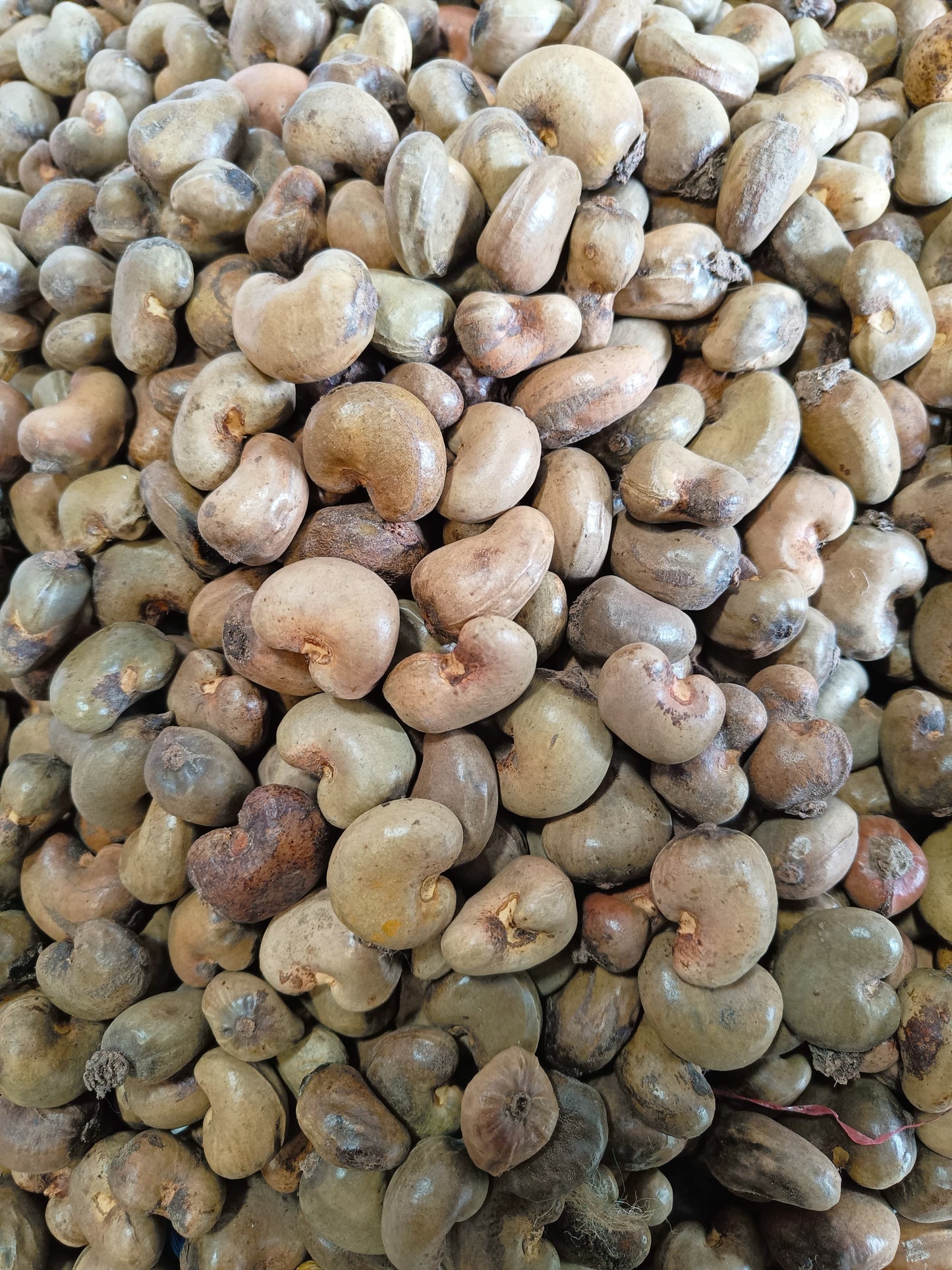 Cashew / Kacang Mente