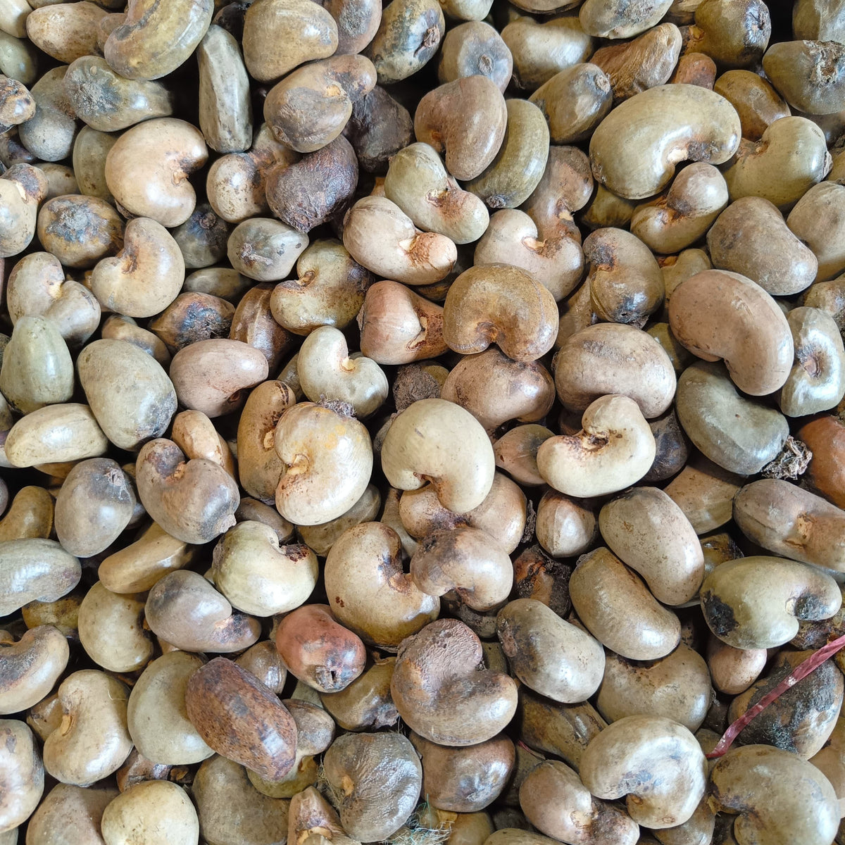 RAW CASHEW NUT