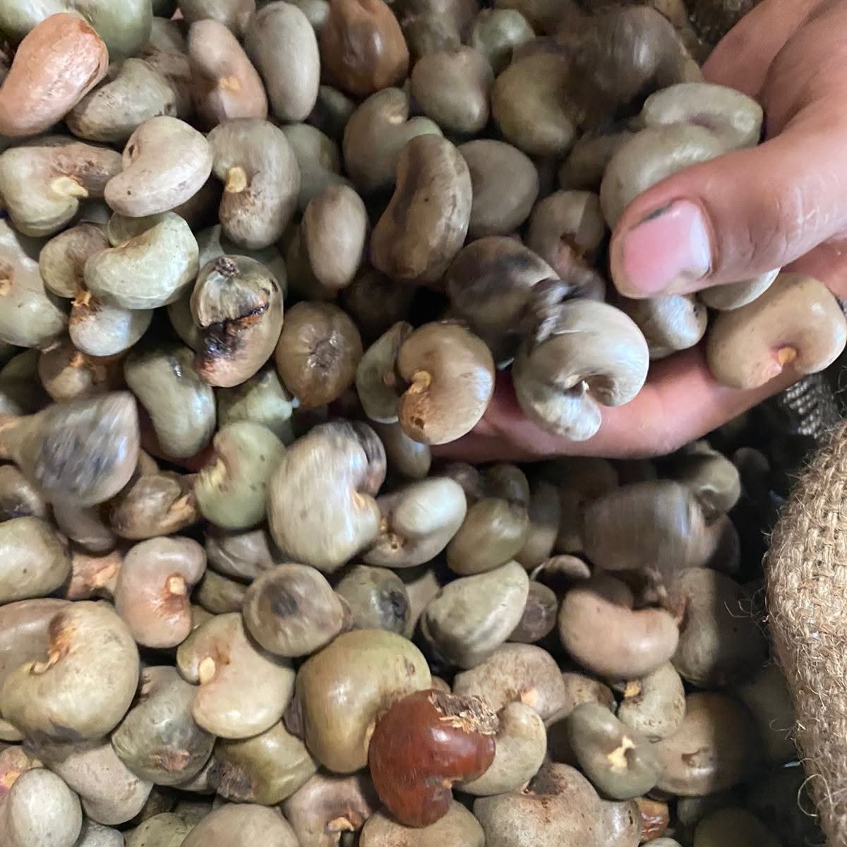 RAW CASHEW NUT