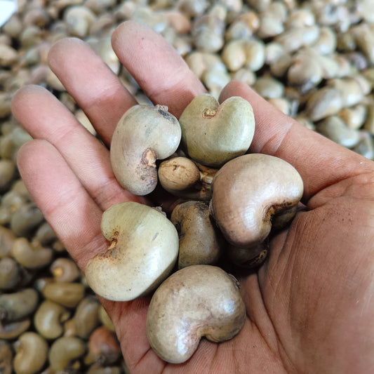 RAW CASHEW NUT