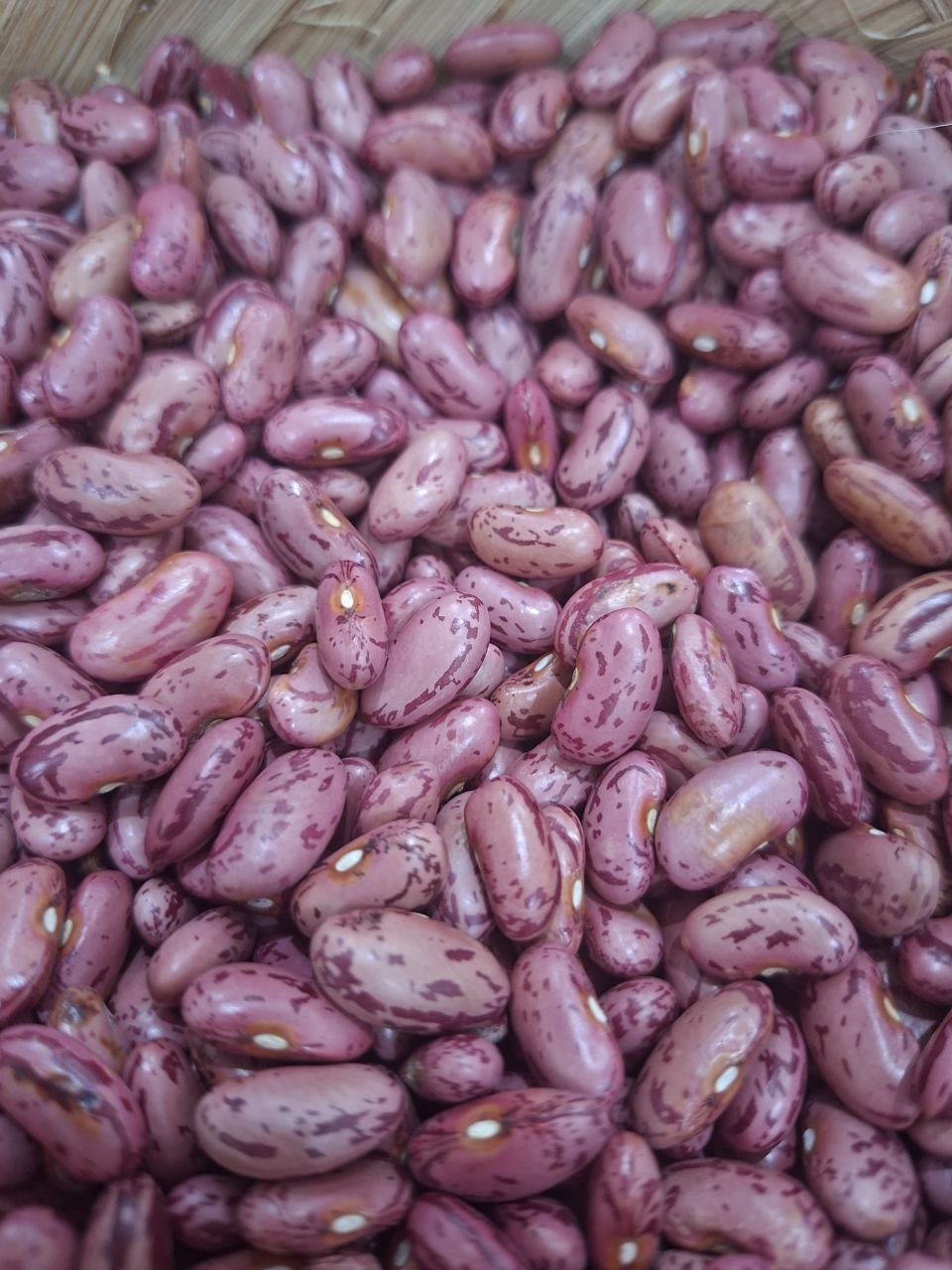 PREMIUM RED BEAN