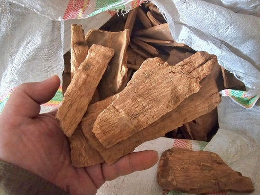 Cinnamomum sintoc