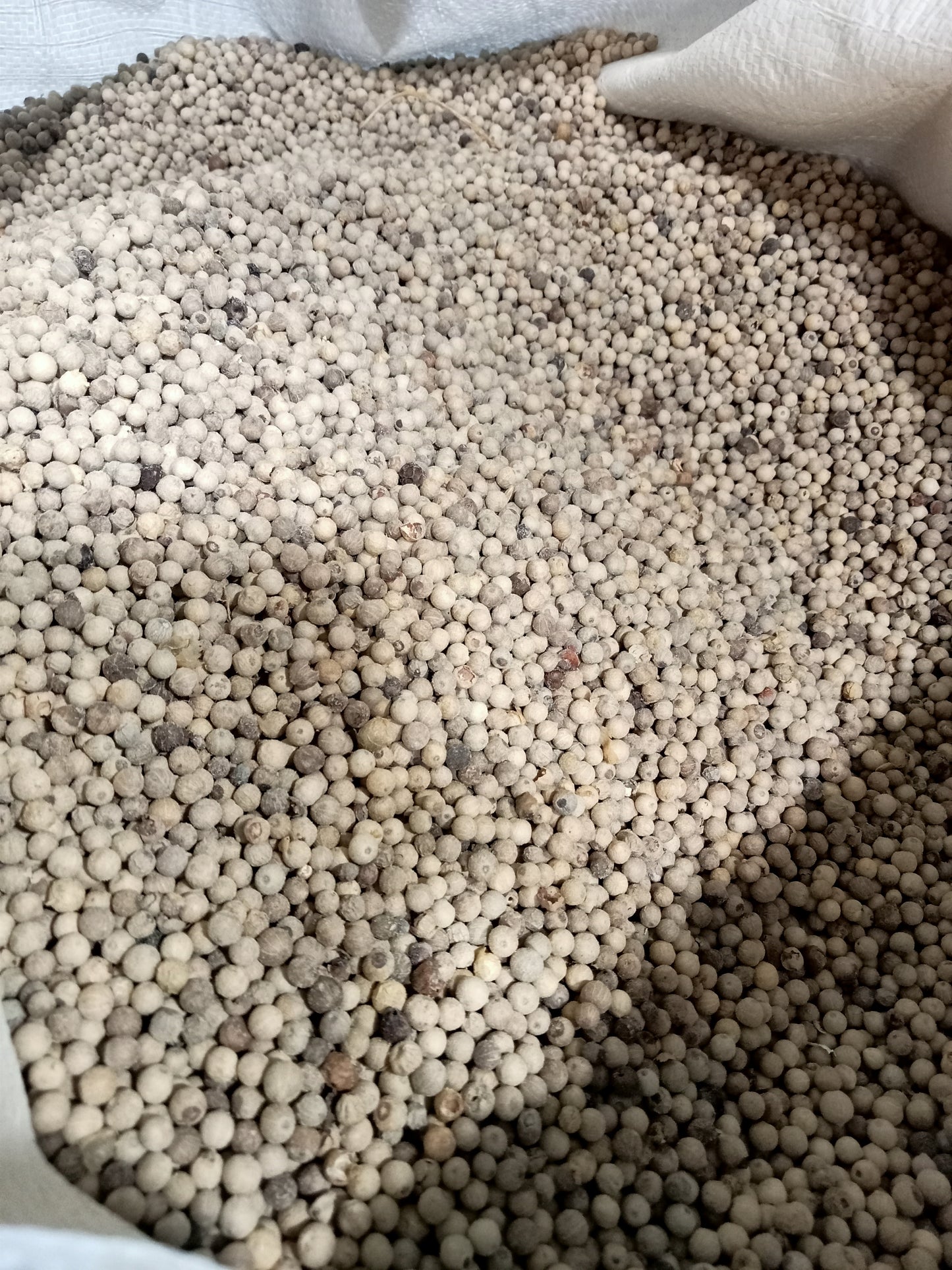 White pepper