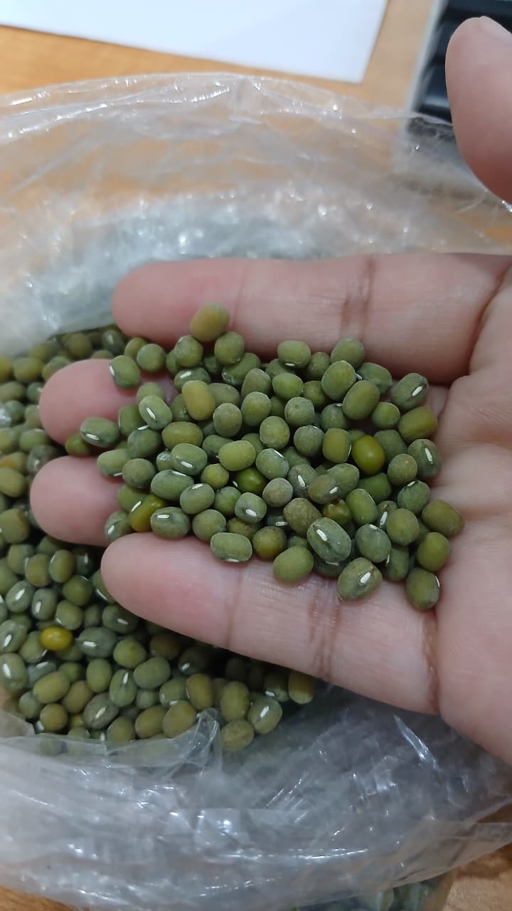 GREEN MUNG BEAN