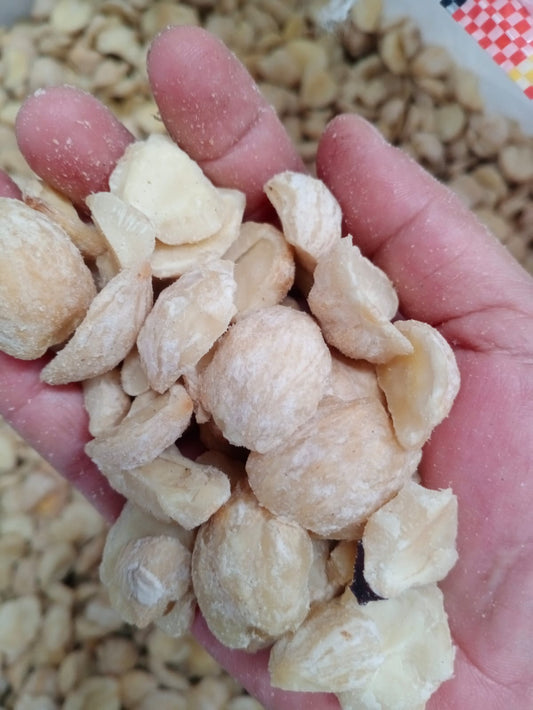 Candle nut