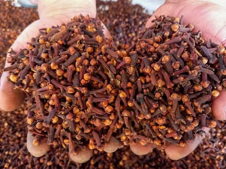 Clove High Quality