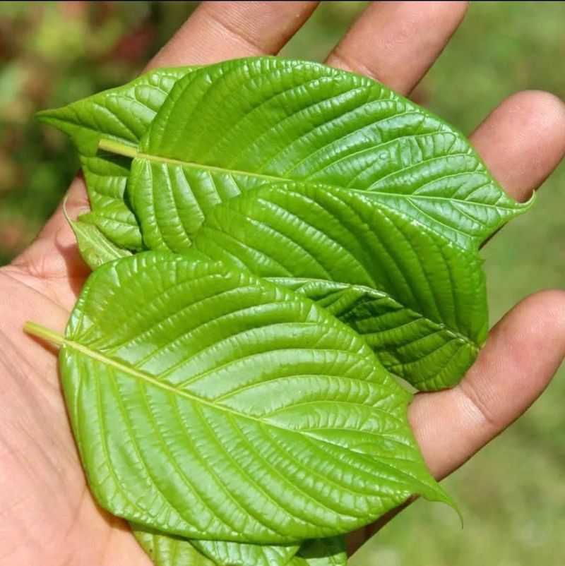 Daun Kratom (Mitragyna Speciosa)