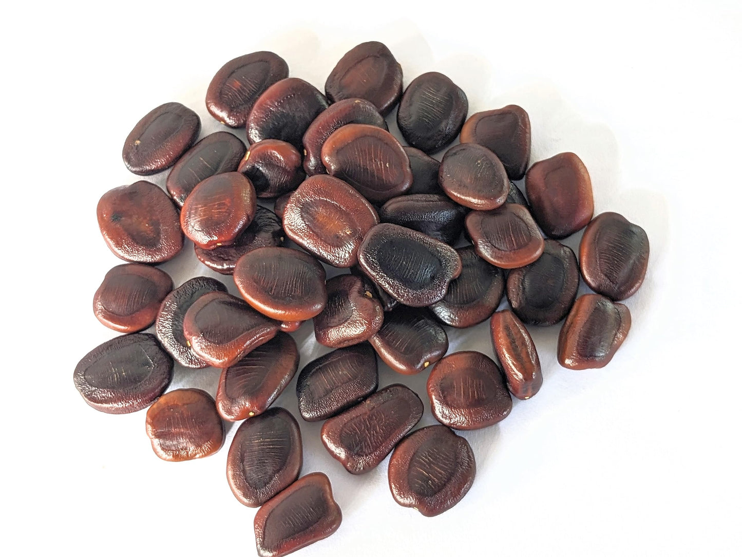 Biji Asam Jawa Premium