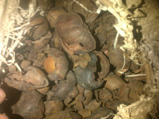 Ganicia Mangostana/ Mangosteen