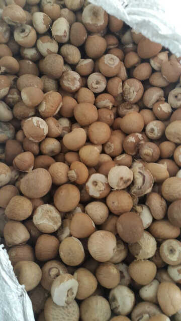 Betel nut/ Areca nut/ Supari.