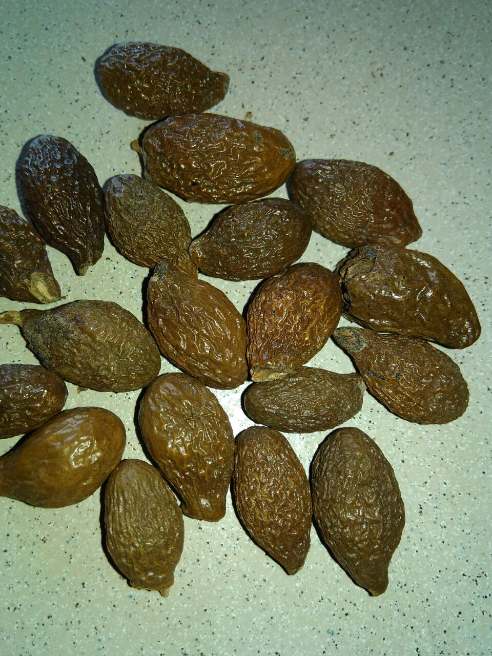 Malva Nut/ Pang Da Hai