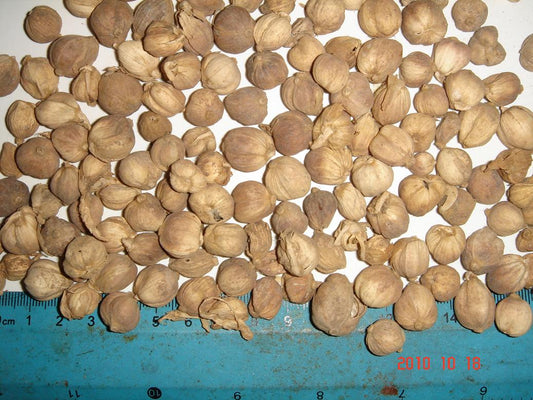 White Cardamom