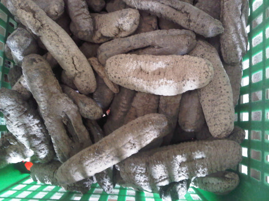 Sea cucumber